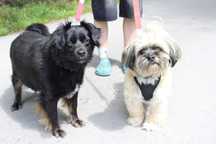 Shih Tzu suczka + koleżanka TYLKO w DUECIE do adopcji