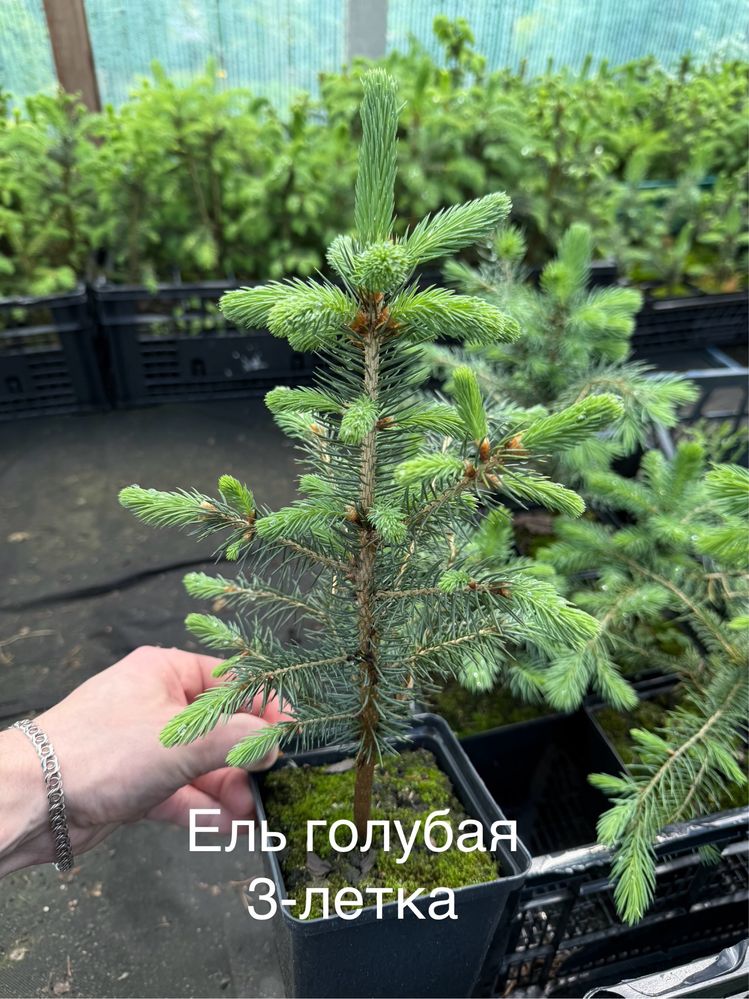 Ель Голубая кейбаб