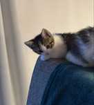 Kotek do adopcji