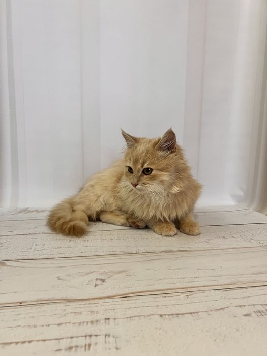 Кошеня 3,5 місяці