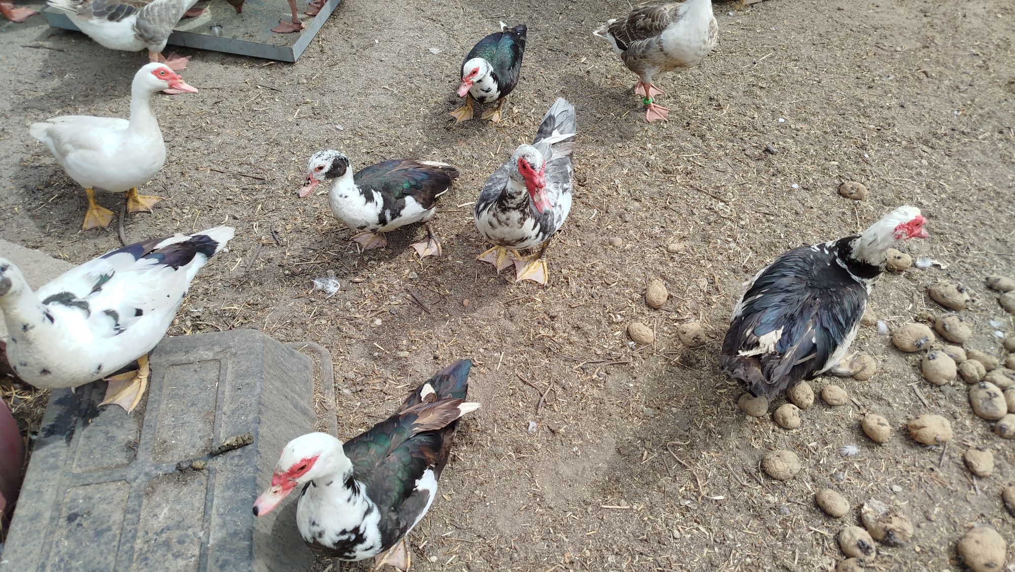 Patos mudos adultos