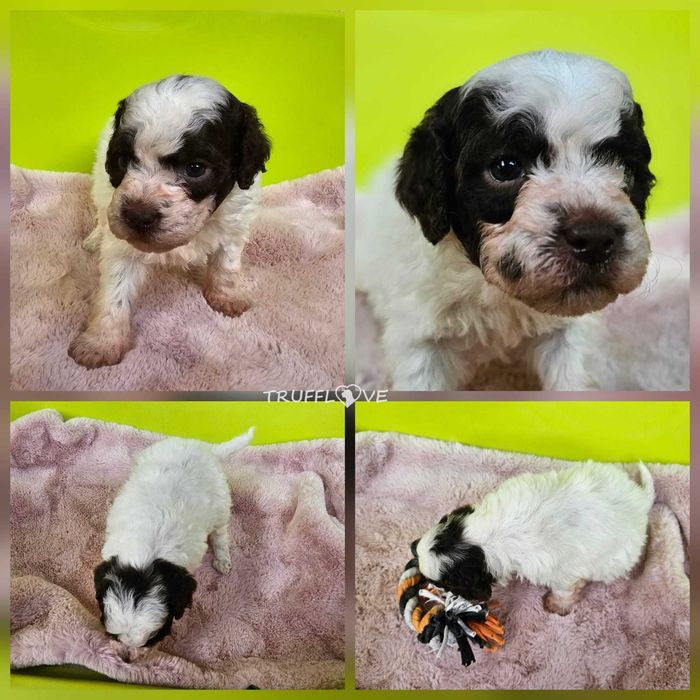 Lagotto Romagnolo FCI – biało-brązowa piesek z miotu FAIRY, Trufflove