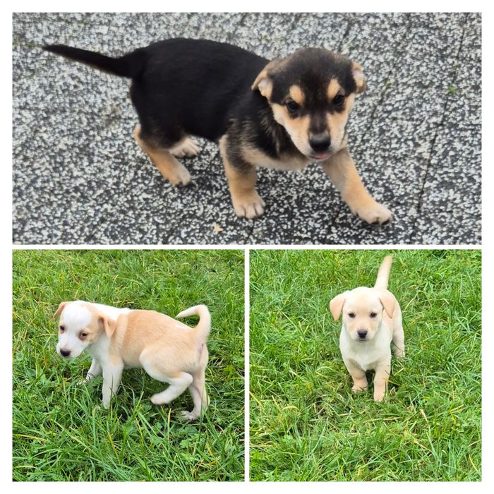 Oddam psiaki za darmo