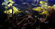 tetra neon negro