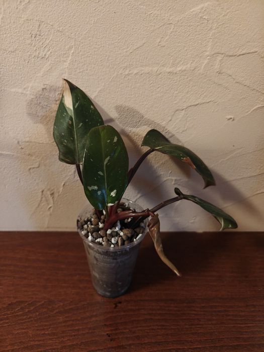 Philodendron Red anderson