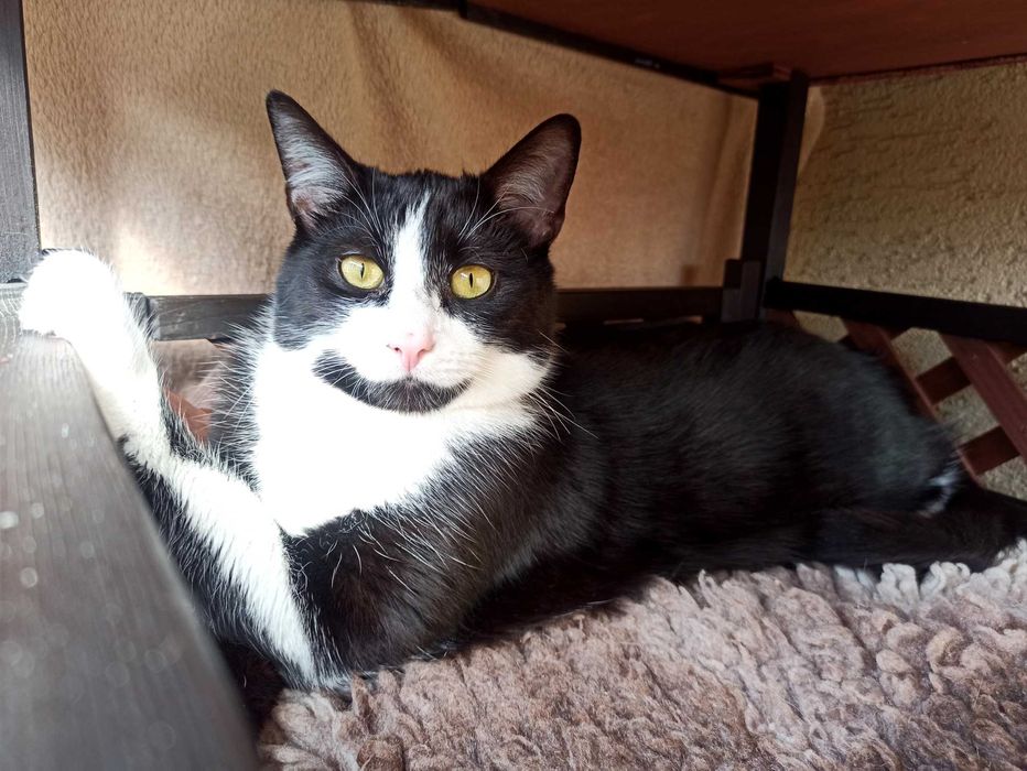 KAJTEK, CIAPUŚ  koty -szukają dobrego domu