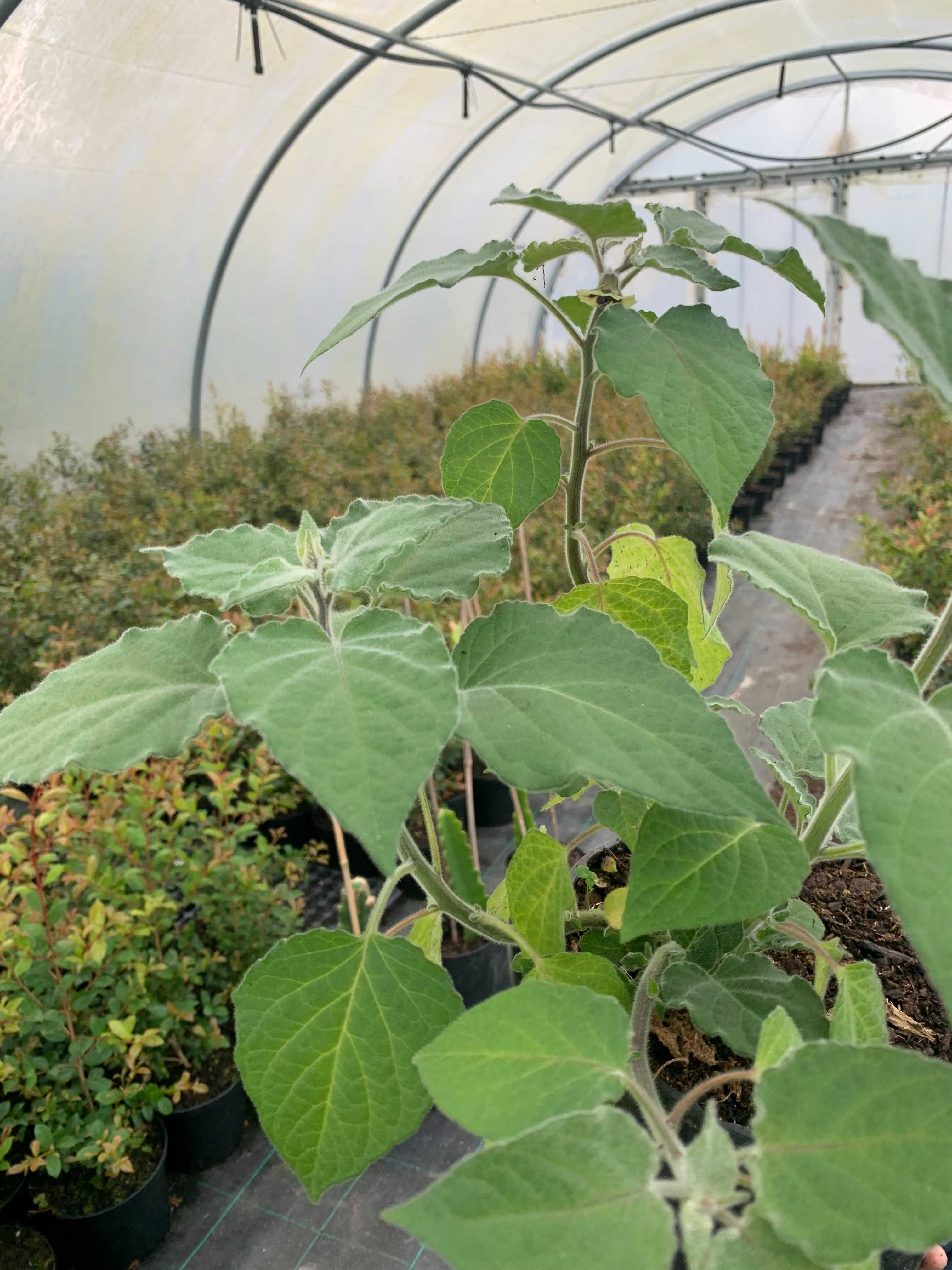 Planta de Physalis – Exótica e Produtiva
