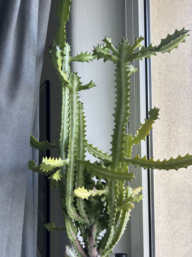 Kaktus szczepiony ok. 120 cm z doniczką
