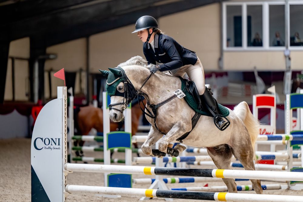 Sprzedam uroczego wałacha w typie araba