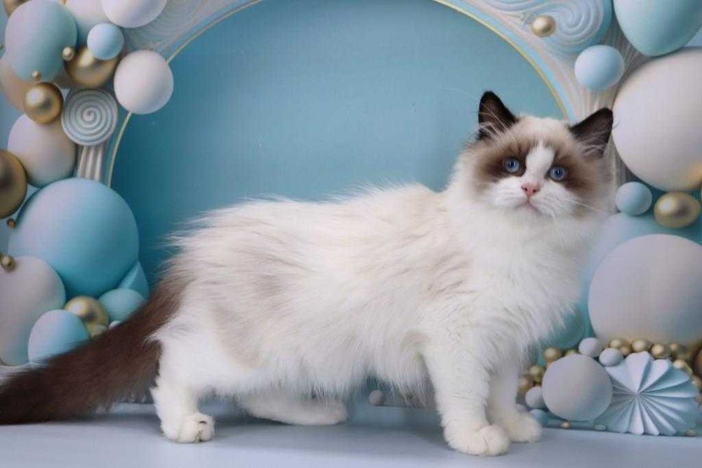 Самий чудовий пухнастий хлопчик-чемний та ласкавий-Ragdoll//Регдолл