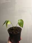 Planta Monstera aurea