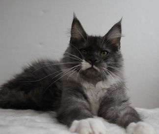 Kocurek maine coon