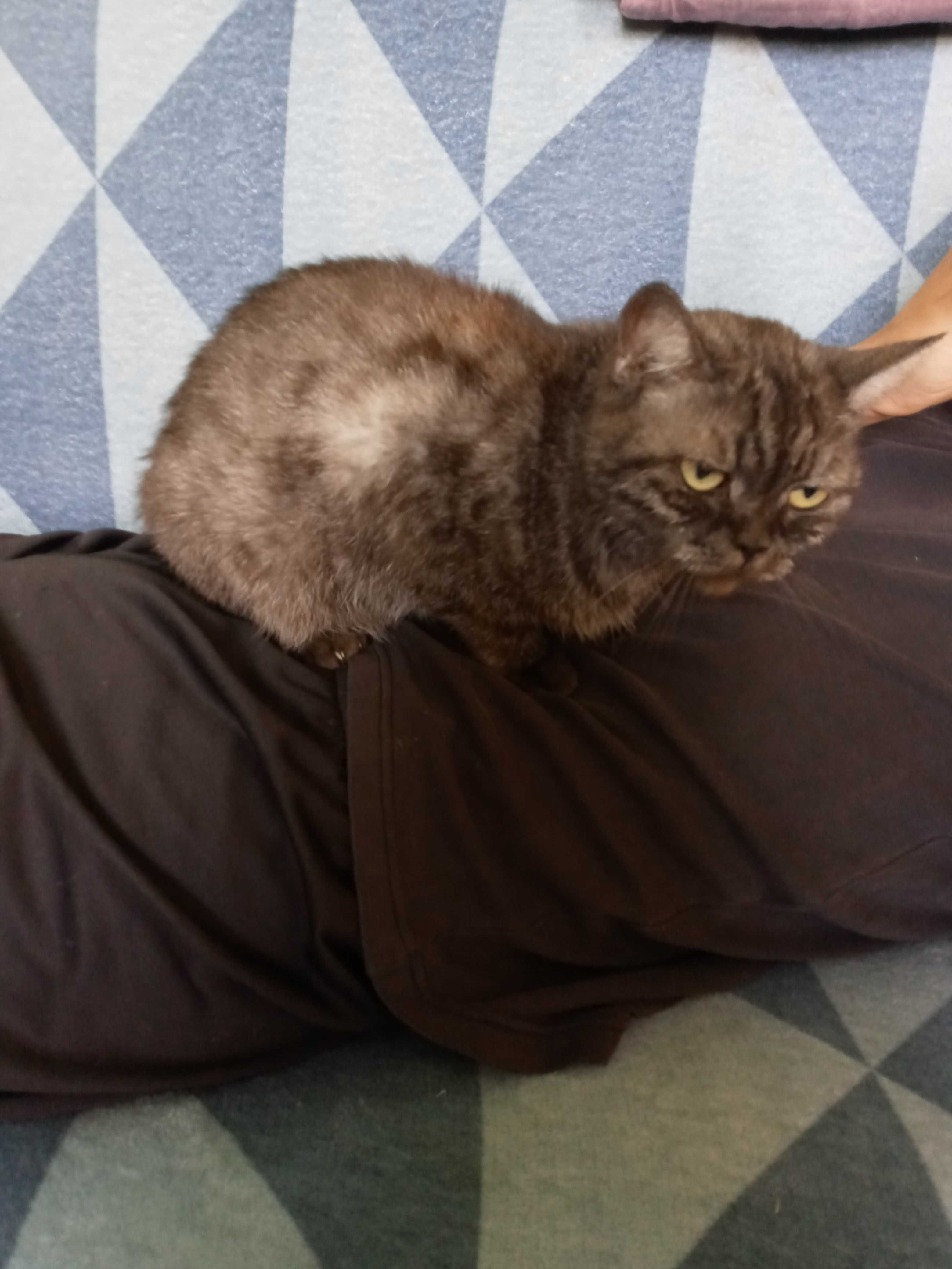 Kot Kotka kot Kotka