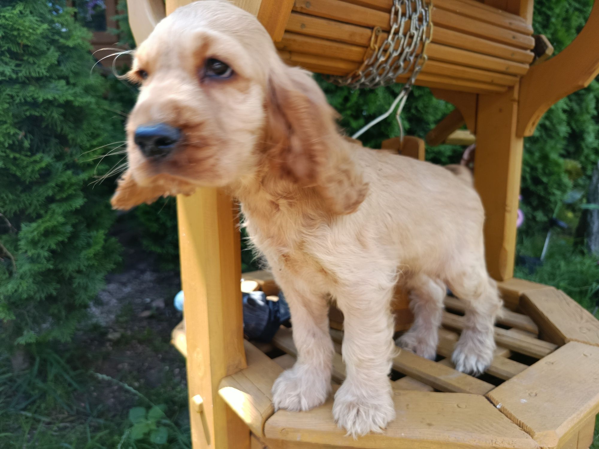 Cocker spaniel angielski rodowód