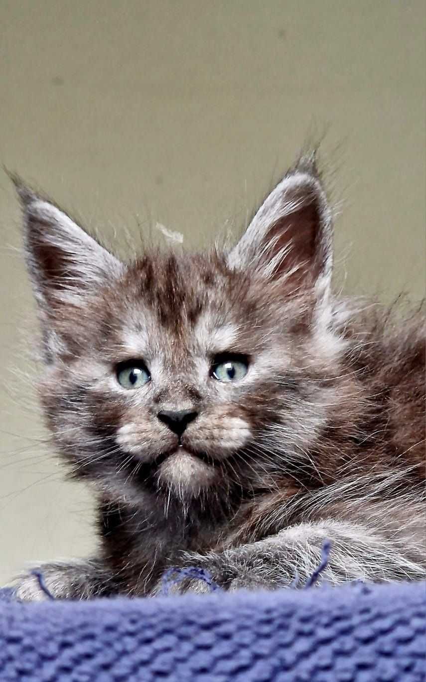 Мальчик! Котенок мейн-куна! Первая прививка сделана!
