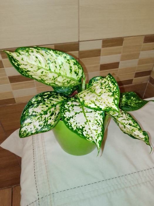 Аглаонема, Еппіпремнум, Епісція, Маранта, Агава