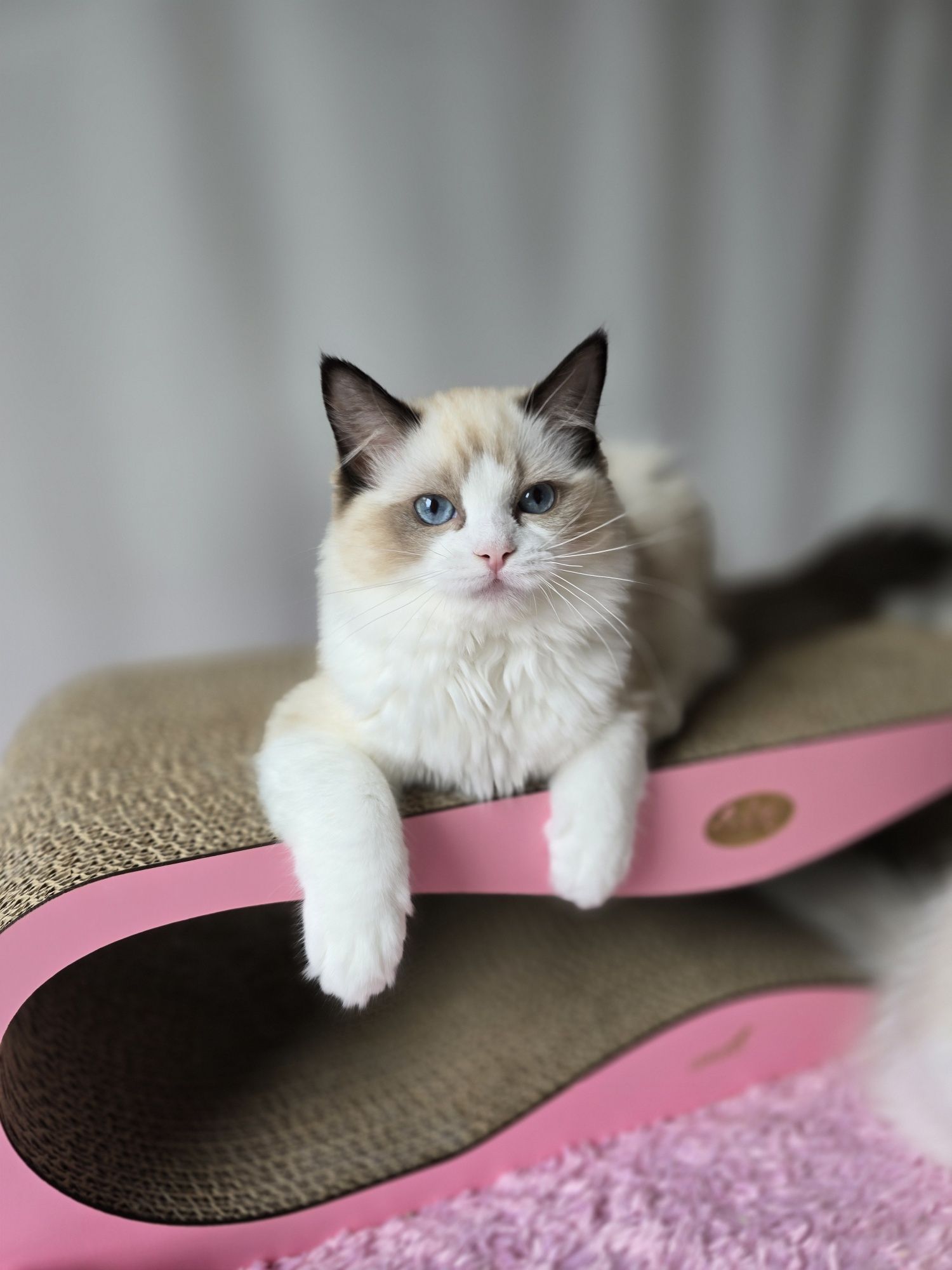 Ragdoll kotka seal bicolour
