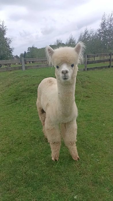 Młody Samiec alpaka huacaya