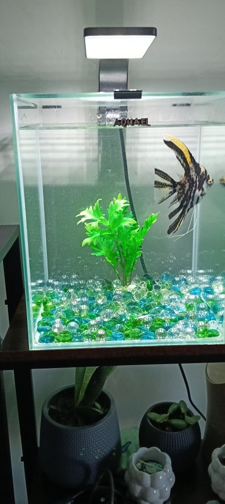 Sprzedam akwarium Aquael 20 l
