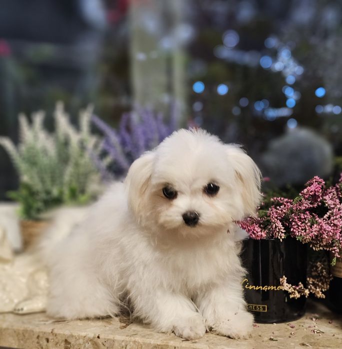 Maltańczyk ZKwP/ FCI