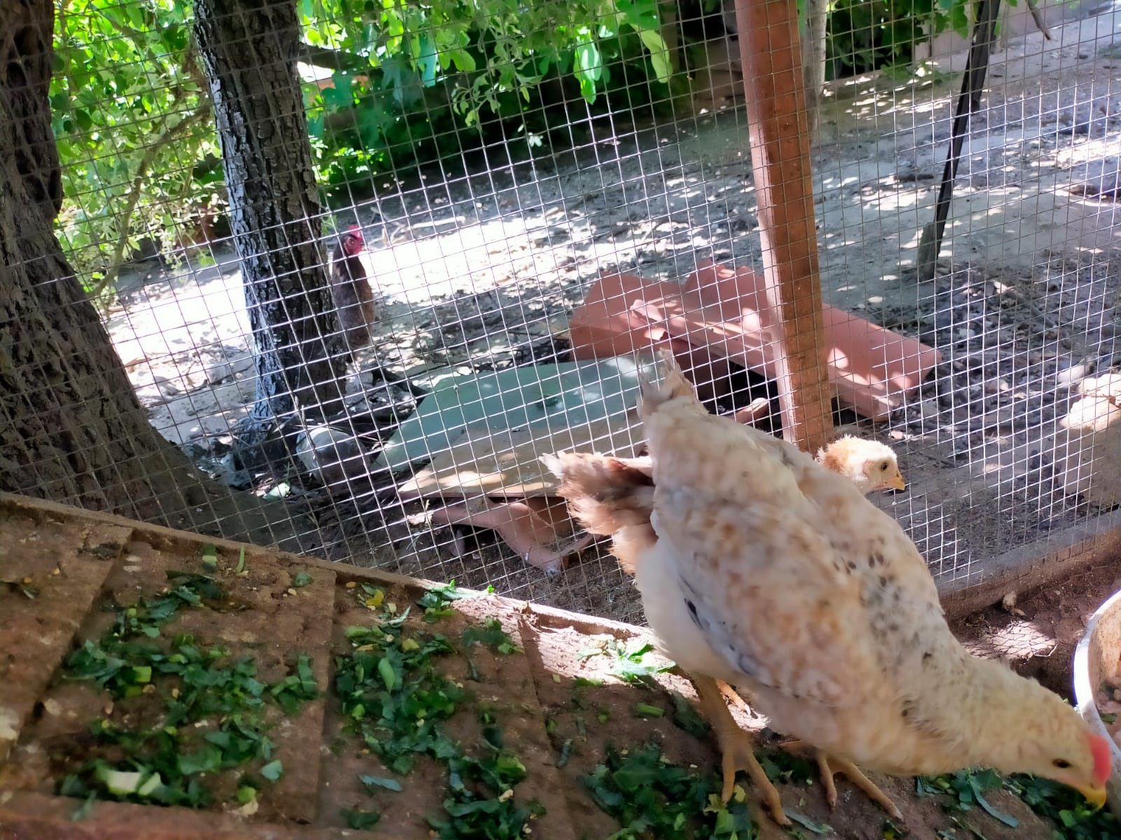 Vendo pintos alimentados com ração biológica