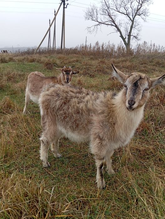 Продам козочек 9 месяцев