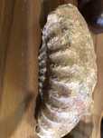 Amonite