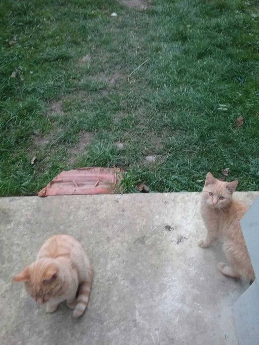 Віддам двох рижуватих котиків(можна по одному)