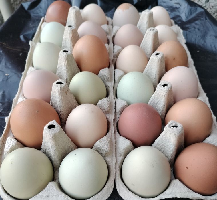 Ovos caseiros , frescos recolhidos diariamente