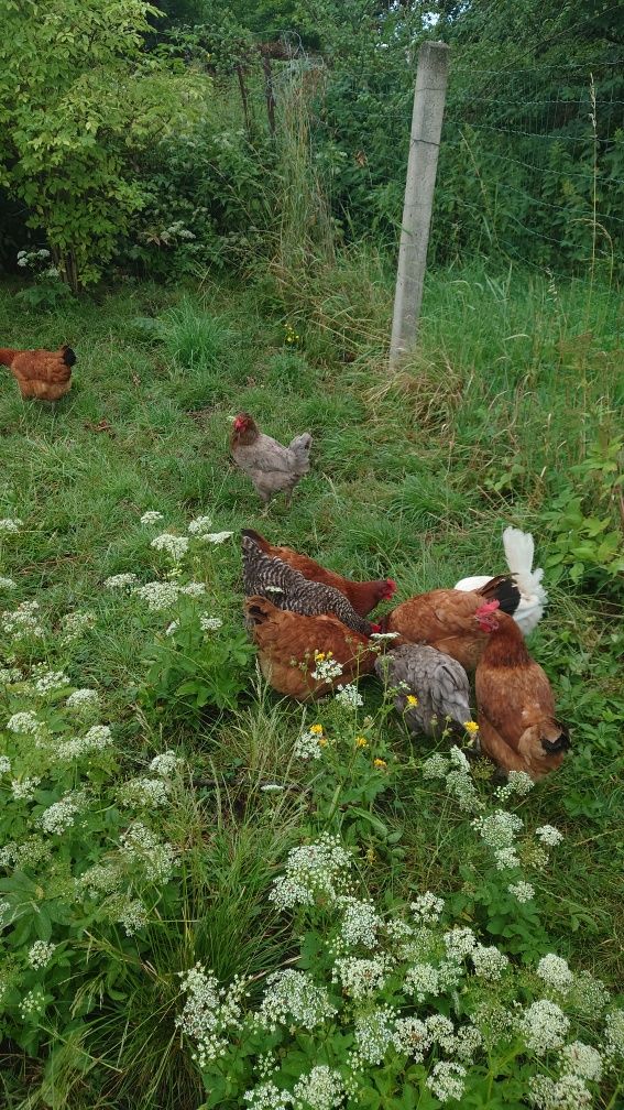 jajka ekologiczne swojskie bio i jajka zielone araucana