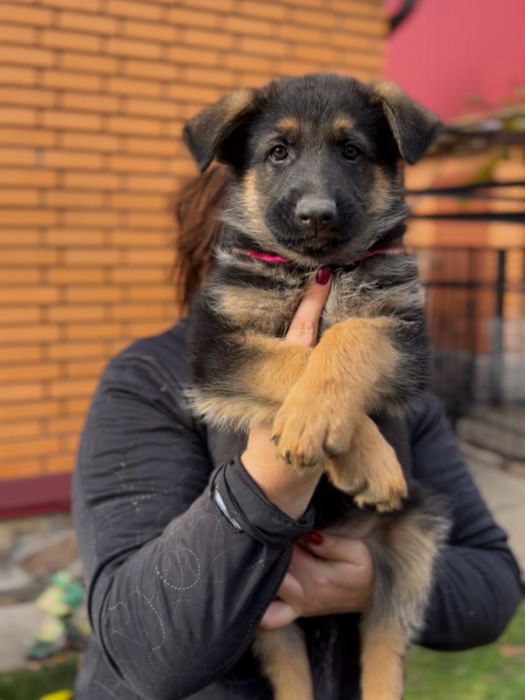 Цуценята німецької вівчарки