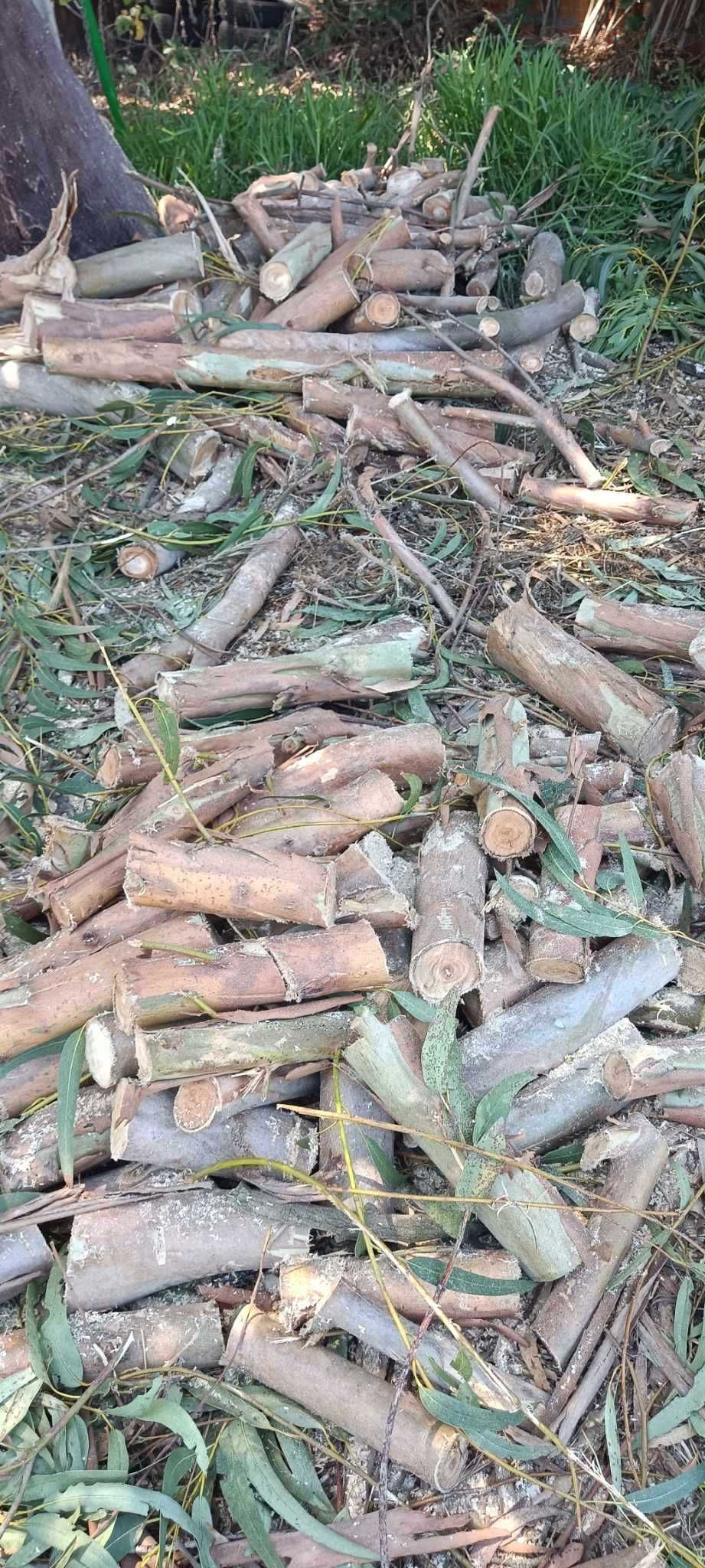 Vendo diversos Troncos de madeira de Eucalipto