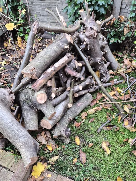 Oddam za darmo drzewo z orzecha, Wrocław Kozanów