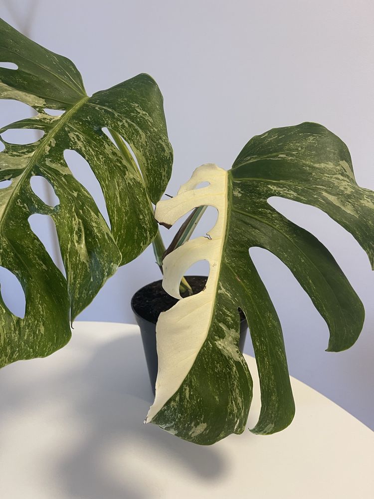 Planta   Monstera variagata  albo