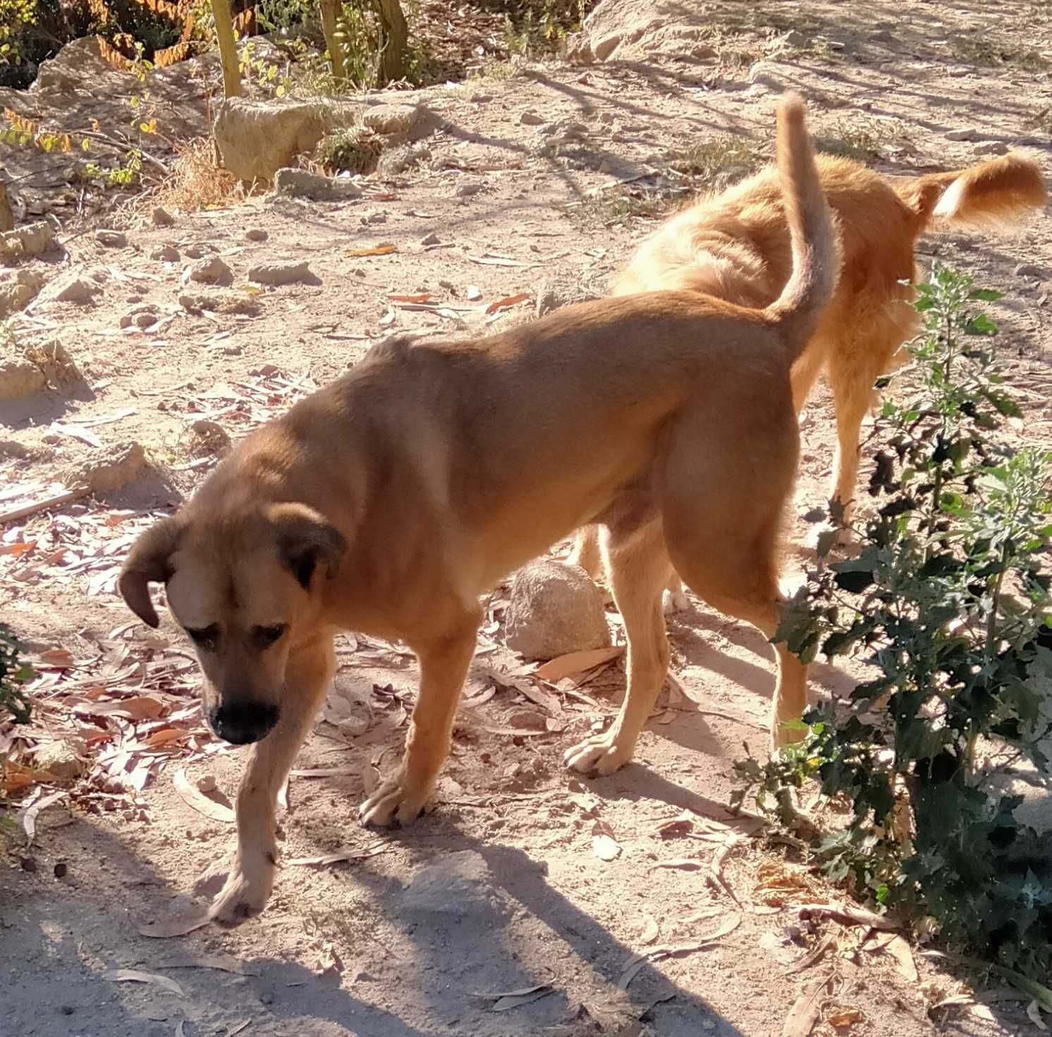 O grande MAX está para adoção!