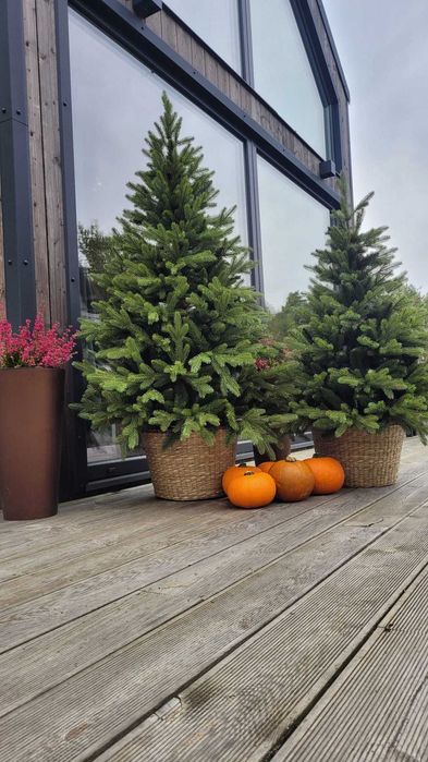 Choinka jak żywa świerk PE w donicy Nowość 2024  110/130/160/180 cm