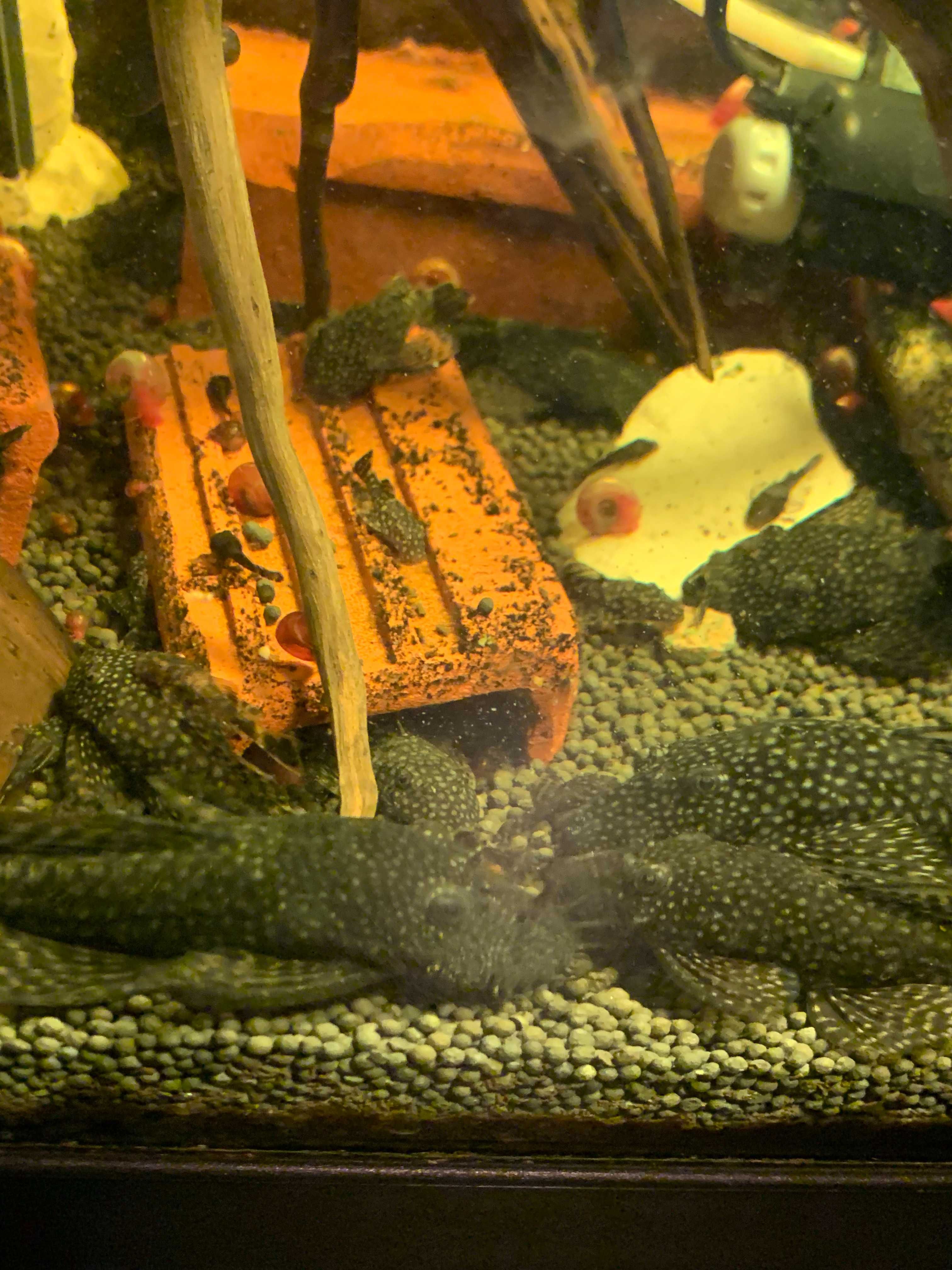 Peixes Ancistrus