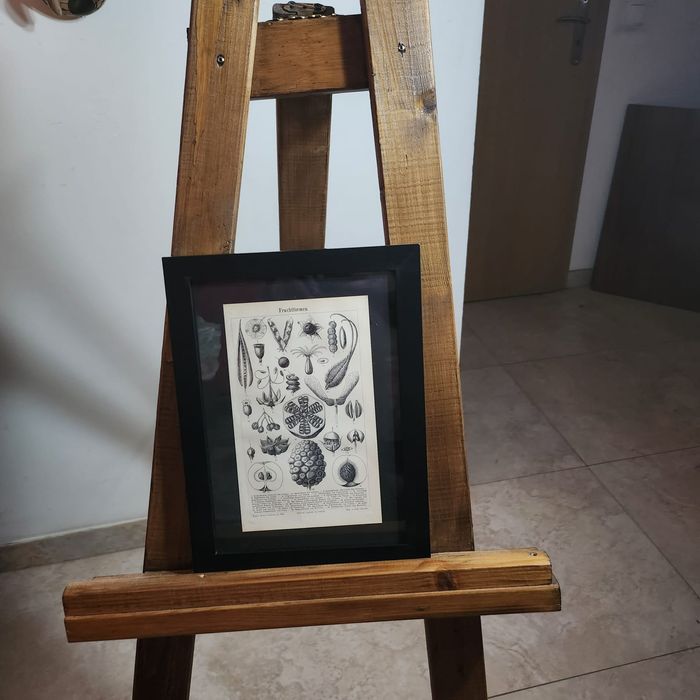 Owoce rycina XIX wiek