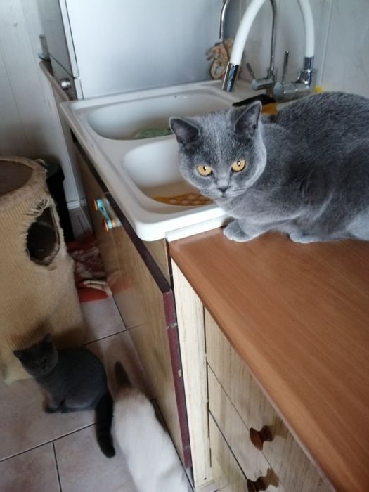 Piękna kotka Brytyjska niebieska