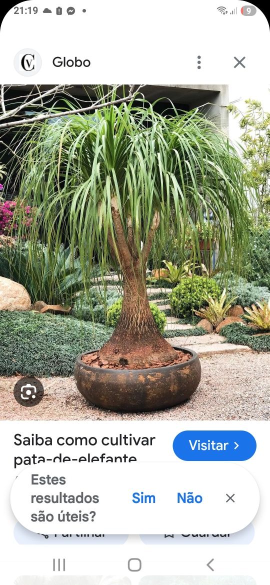 Vendo Neolina Beaucarnea Recurbata ( ou nome popular, Pata de Elefante
