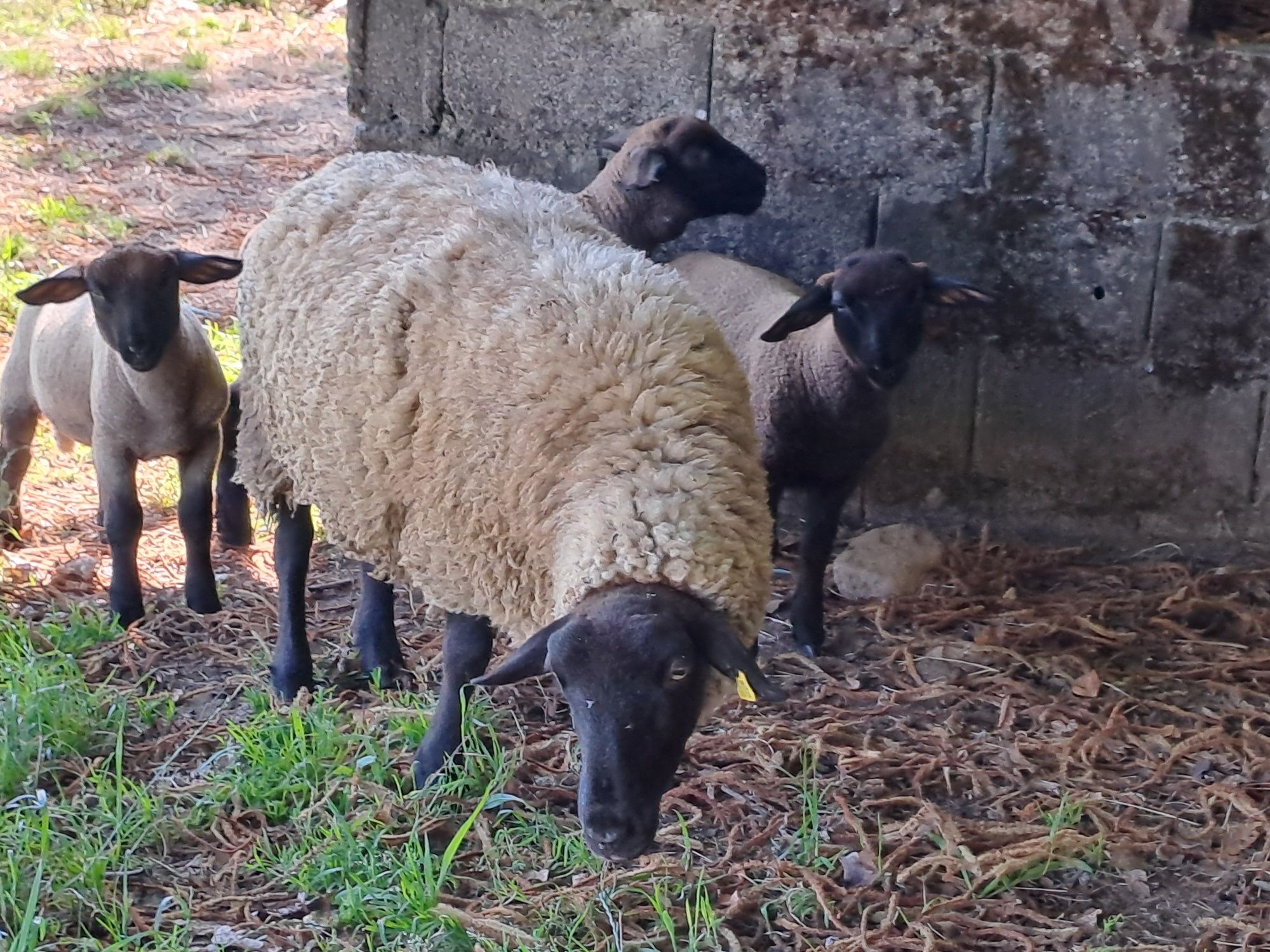 Casal Suffolk puros