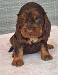 cocker spaniel angielski  Suczka   czekoladowo podpalana nr 2
