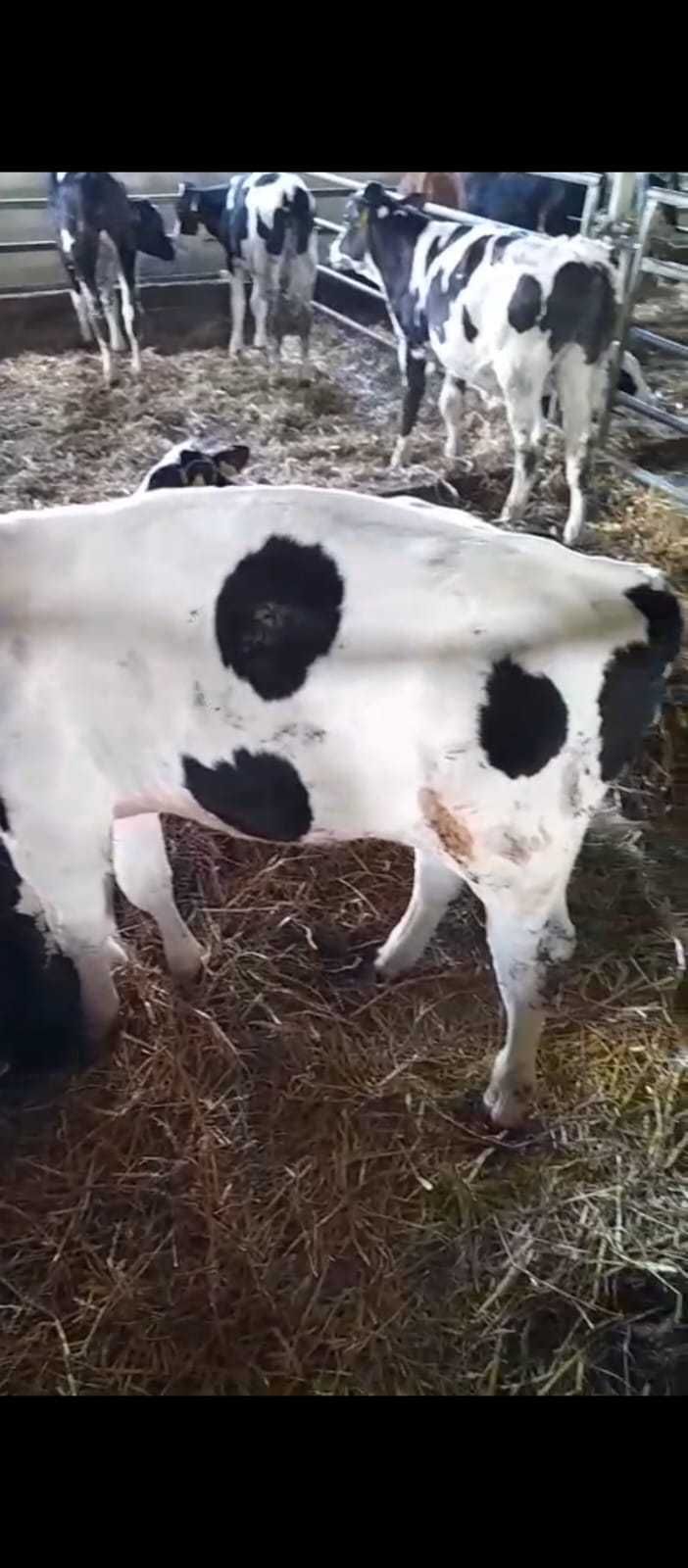 Sprzedam byki HF jedno stado