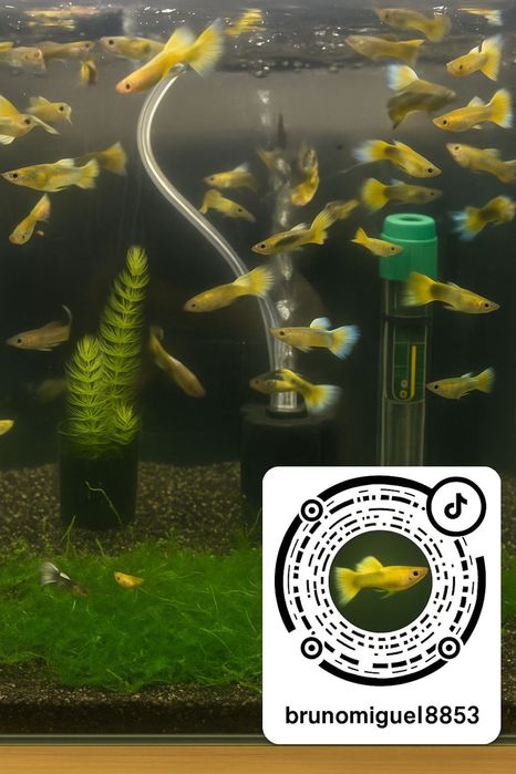 Vendo Guppys e camaroes, criaçao propria