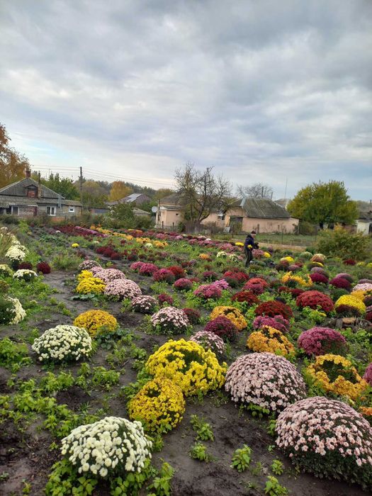 Продам хризантеми