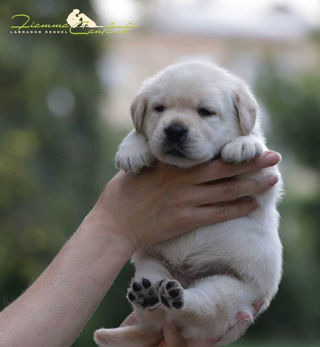Щенки породы лабрадор!