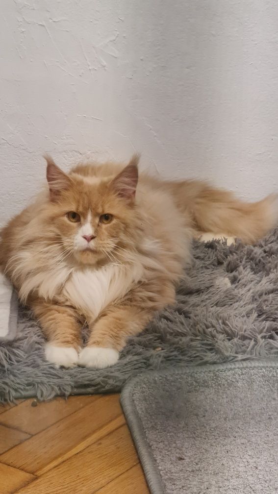 Maine coon  kocur rudy