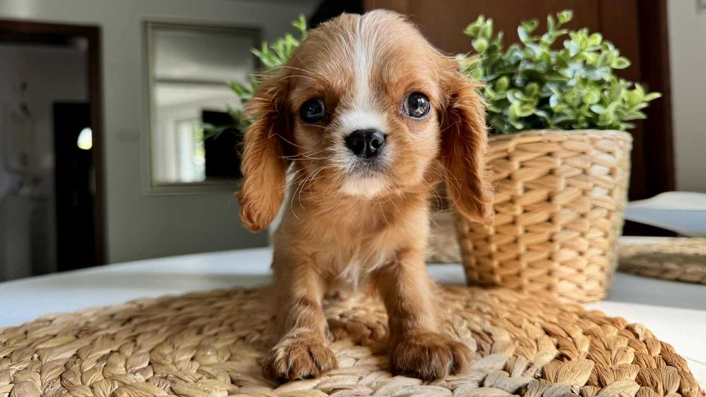Chłopczyk Cavalier King Charles Spaniel Ruby