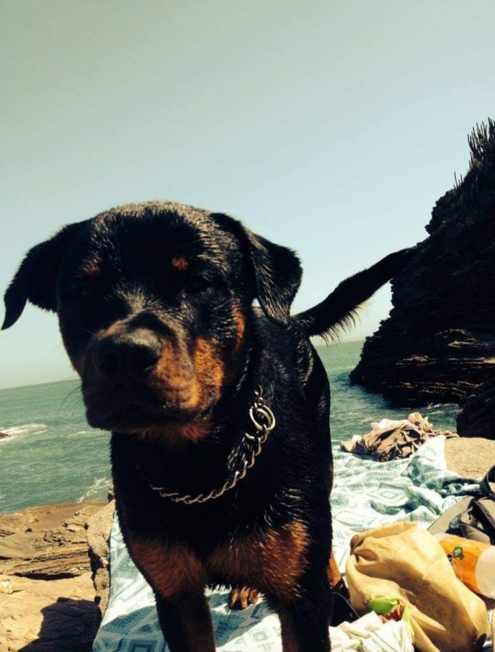 Rottweiler 10 aninhos com muita saúde