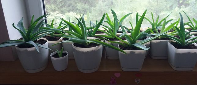Aloes leczniczy różne